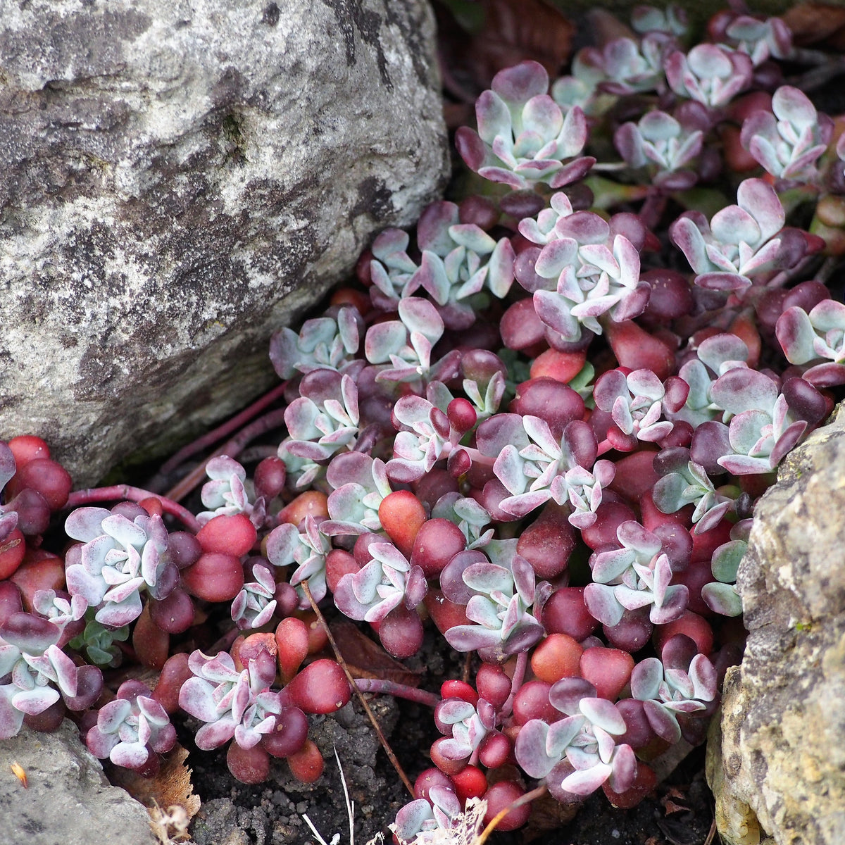 purpureum succulent Purpureum Common Stonecrop