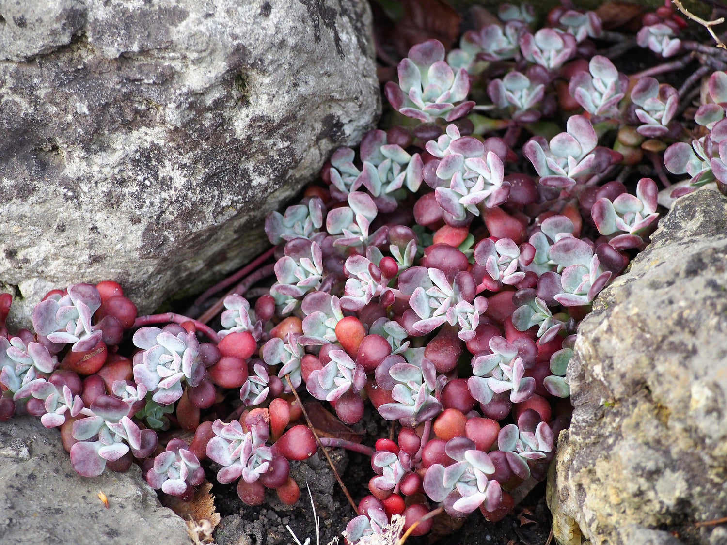 "Sedum spathulifolium 'Purpureum' Rozchodnik łopatkowaty 2021-04-24 02" by Agnieszka Kwiecień, Nova is licensed under CC BY-SA 4.0. To view a copy of this license, visit https://creativecommons.org/licenses/by-sa/4.0/?ref=openverse.

