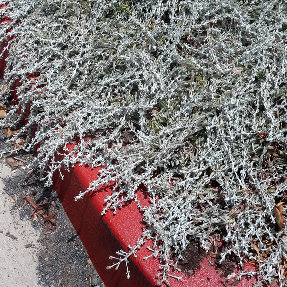"210624 004 San Diego Botanic Gdn - North Parking Lot, Corethrogyne filaginifolia syn Lessingia filaginifolia 'Silver Carpet' California Beach Aster" by cultivar413 is licensed under CC BY 2.0.