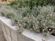 Silver Carpet Aster
