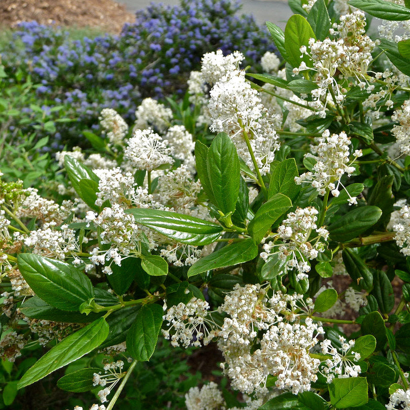 "ceanothus snow flurry" by Art Poskanzer is licensed under CC BY 2.0.