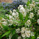 "ceanothus snow flurry" by Art Poskanzer is licensed under CC BY 2.0.