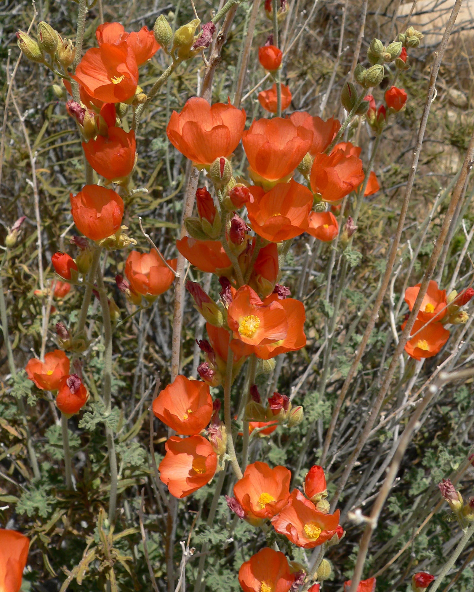 Desert Mallow - Apricot Orange Native Sphaeralcea ambigua | Year