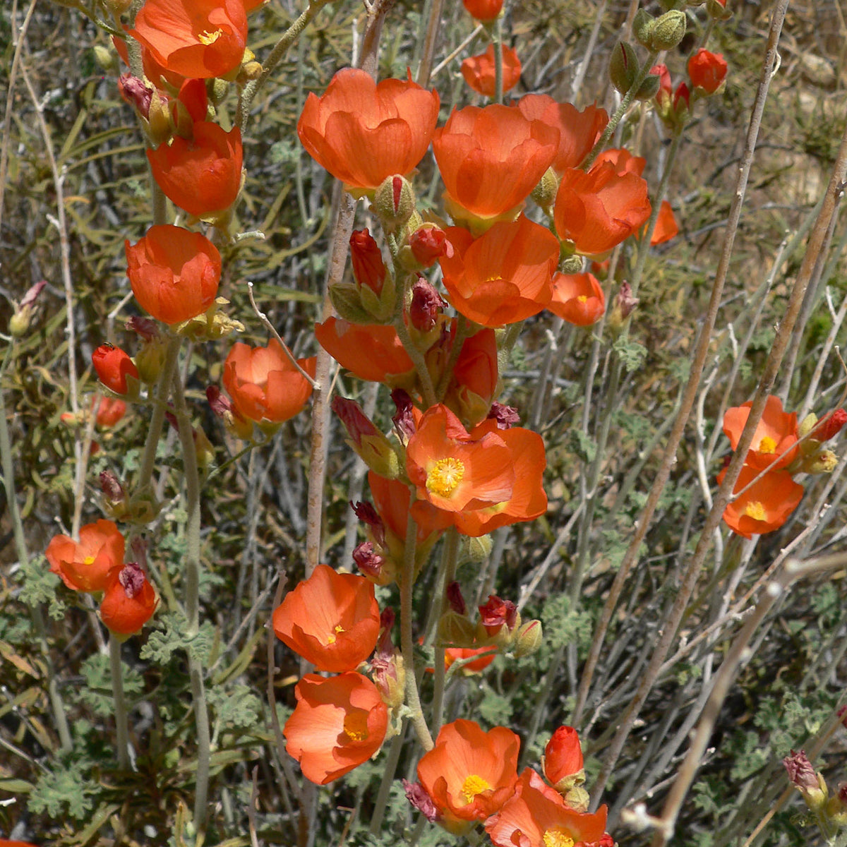 "Sphaeralcea ambigua 11" by Stan Shebs is licensed under CC BY-SA 3.0.
