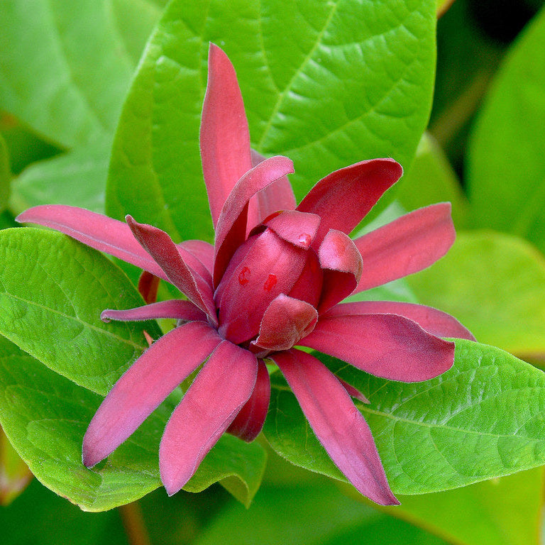 "Calycanthus occidentalis #1" by J.G. in S.F. is licensed under CC BY-NC-ND 2.0.