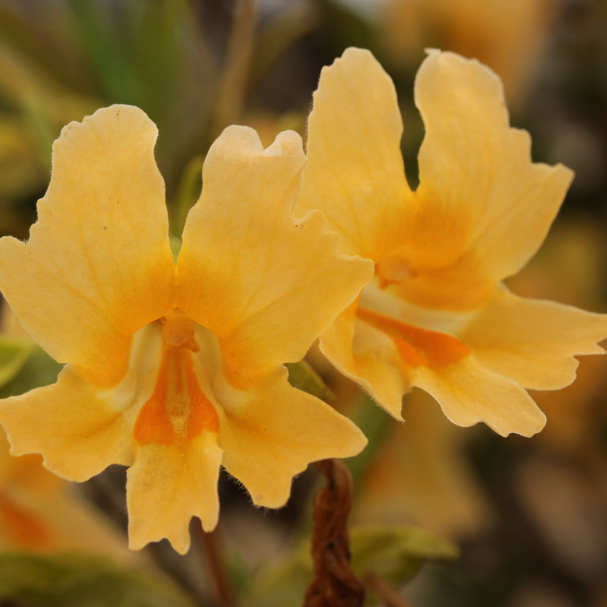 "Sticky Monkey-Flower - Diplacus aurantiacus (43440614412)" by Björn S... is licensed under CC BY-SA 2.0. To view a copy of this license, visit https://creativecommons.org/licenses/by-sa/2.0/?ref=openverse.
