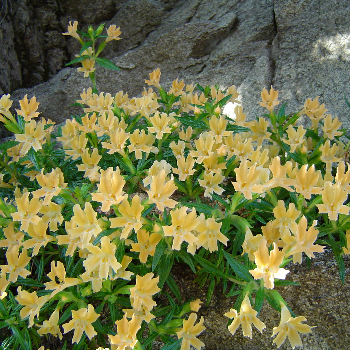 "Stickymonkeyflower" by The original uploader was Geographer at English Wikipedia. is licensed under CC BY 1.0. To view a copy of this license, visit https://creativecommons.org/licenses/by/1.0/?ref=openverse.
