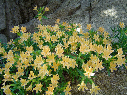 "Stickymonkeyflower" by The original uploader was Geographer at English Wikipedia. is licensed under CC BY 1.0. To view a copy of this license, visit https://creativecommons.org/licenses/by/1.0/?ref=openverse.
