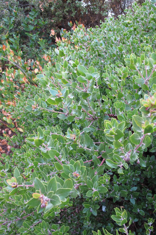 "Arctostaphylos 'Sunset'_2408" by Jana Perser is licensed under CC BY-NC 2.0.