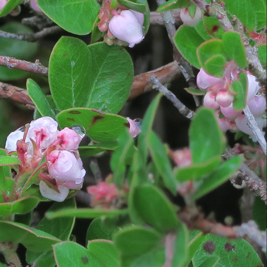 "J20151209-0059—Arctostaphylos edmundsii—RPBG" by John Rusk is licensed under CC BY 2.0.
