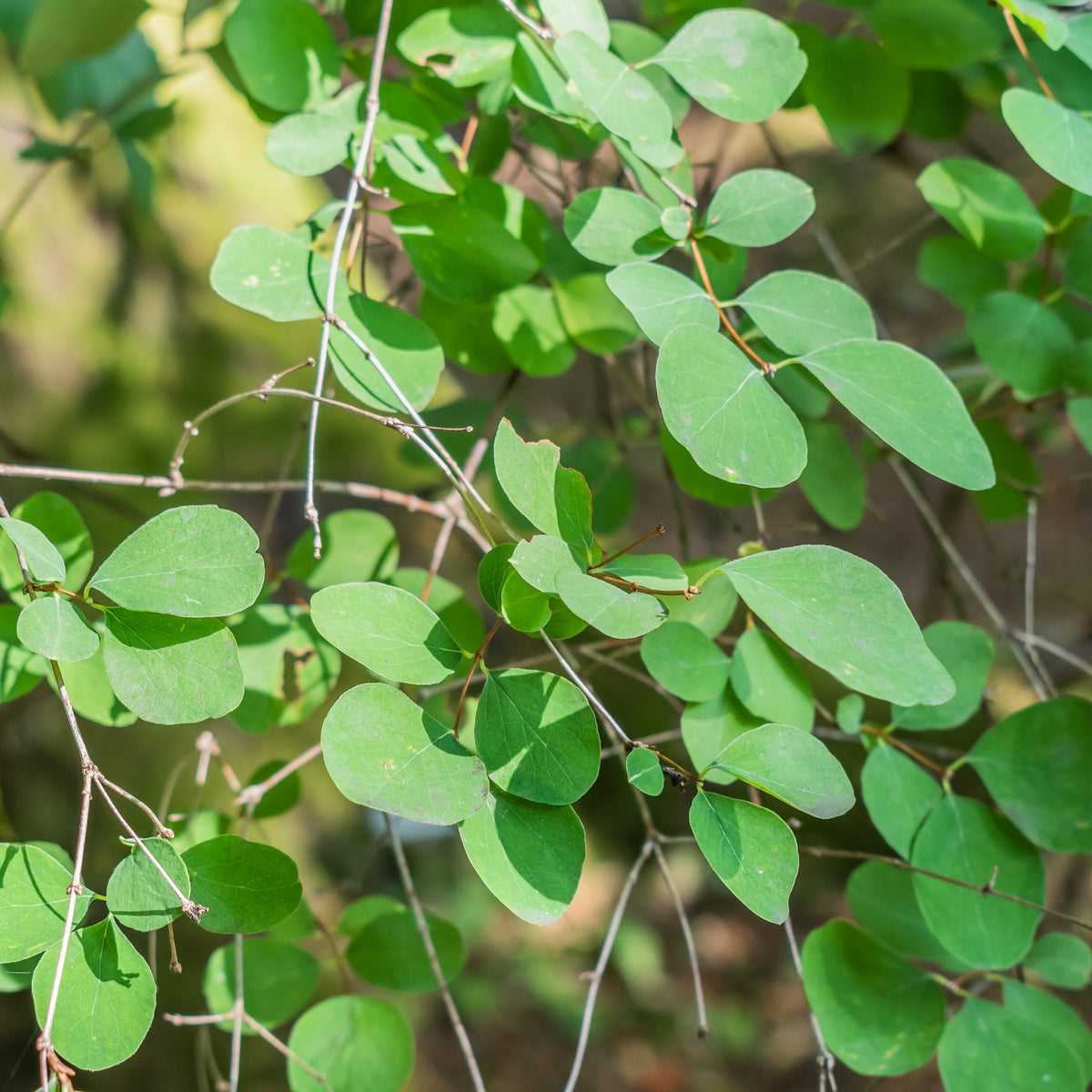 "File:Symphoricarpos albus var laevigatus in La Jaysinia (1).jpg" by Krzysztof Golik is licensed under CC BY-SA 4.0. To view a copy of this license, visit https://creativecommons.org/licenses/by-sa/4.0/?ref=openverse.

