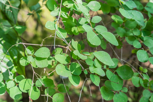 "File:Symphoricarpos albus var laevigatus in La Jaysinia (1).jpg" by Krzysztof Golik is licensed under CC BY-SA 4.0. To view a copy of this license, visit https://creativecommons.org/licenses/by-sa/4.0/?ref=openverse.
