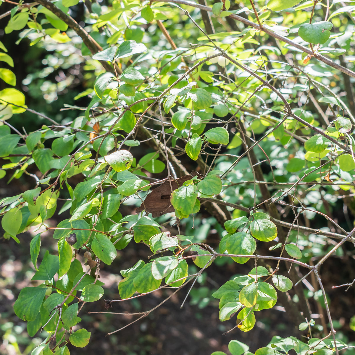 "File:Symphoricarpos albus var laevigatus in La Jaysinia (6).jpg" by Krzysztof Golik is licensed under CC BY-SA 4.0. To view a copy of this license, visit https://creativecommons.org/licenses/by-sa/4.0/?ref=openverse.
