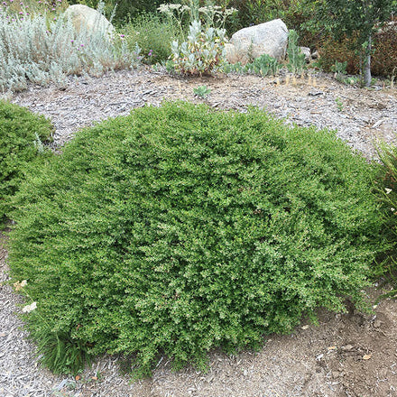 Twin Peaks Coyote Brush - Low Groundcover Native | Baccharis