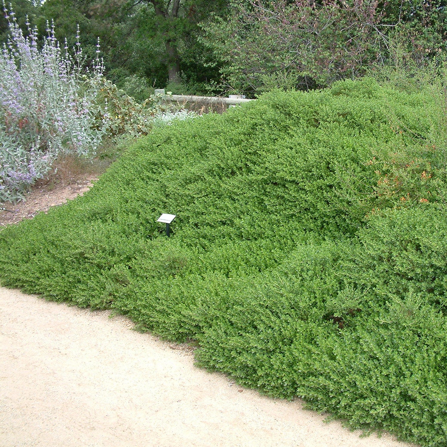 Twin Peaks Dwarf Coyote Brush