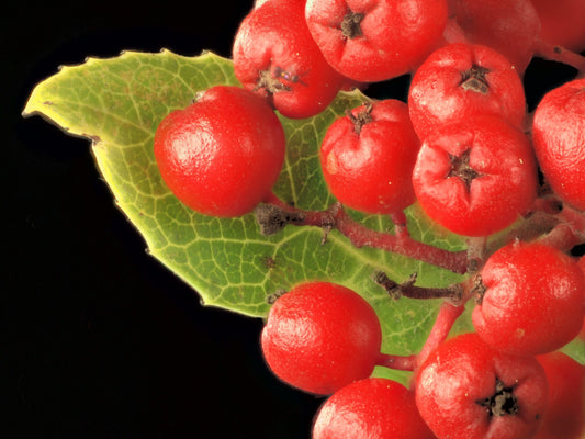 "2014-11-15-15.52.59 ZS PMax Heteromeles arbutifolia-1" by John Rusk is licensed under CC BY 2.0.