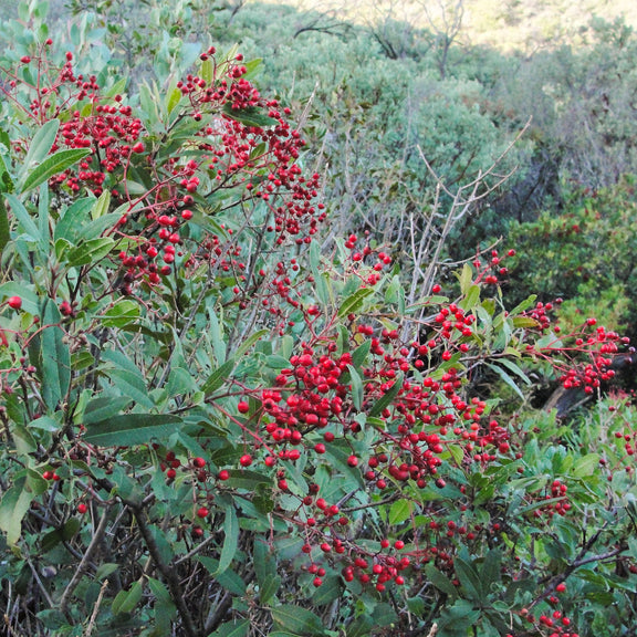 "Heteromeles arbutifolia 03" by Miguel Vieira from Walnut Creek, CA, USA is licensed under CC BY 2.0.