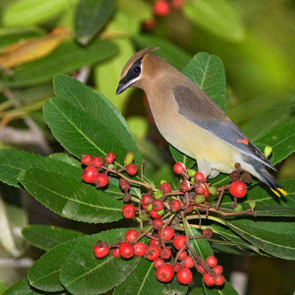 "Bombycilla cedrorum on Heteromeles arbutifolia" by Kevin Cole from Pacific Coast, USA is licensed under CC BY 2.0.
