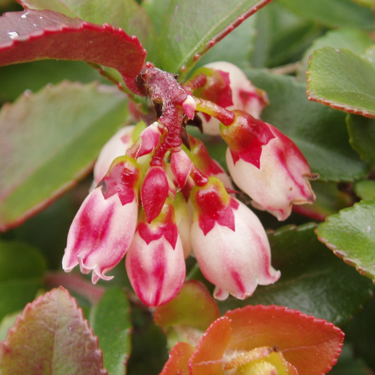 "Vaccinium ovatum (3438582162)" by Tom Hilton is licensed under CC BY 2.0. To view a copy of this license, visit https://creativecommons.org/licenses/by/2.0