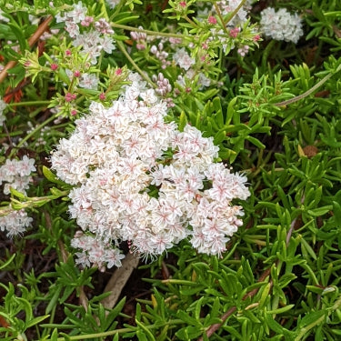 Warriner Lytle Buckwheat