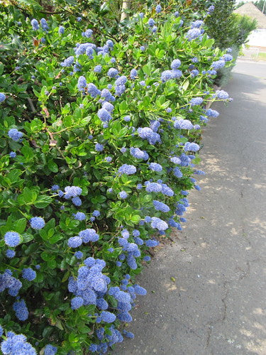 "Ceanothus 'Yankee Point'" by wallygrom is licensed under CC BY-SA 2.0.