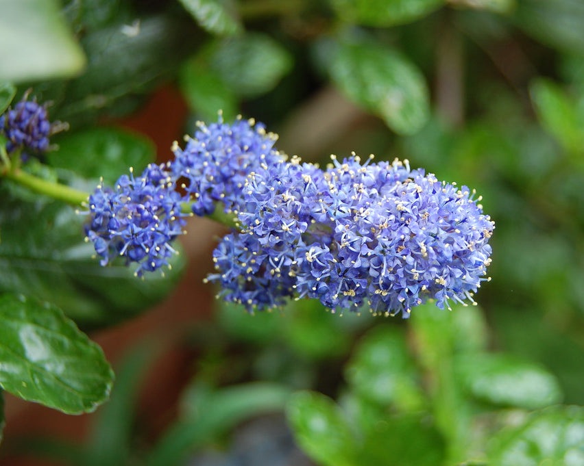 "Ceanothus ( Yankee Point )...17th May 2017" by Thanks For Visting And Any Comments You Left is licensed under CC BY-SA 2.0.