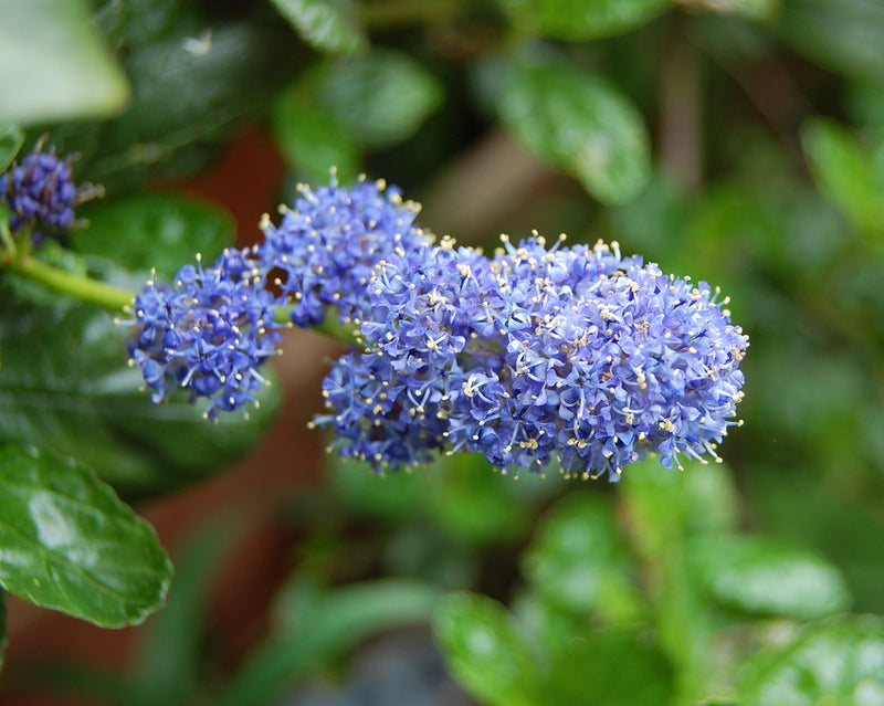 "Ceanothus ( Yankee Point )...17th May 2017" by Thanks For Visting And Any Comments You Left is licensed under CC BY-SA 2.0.