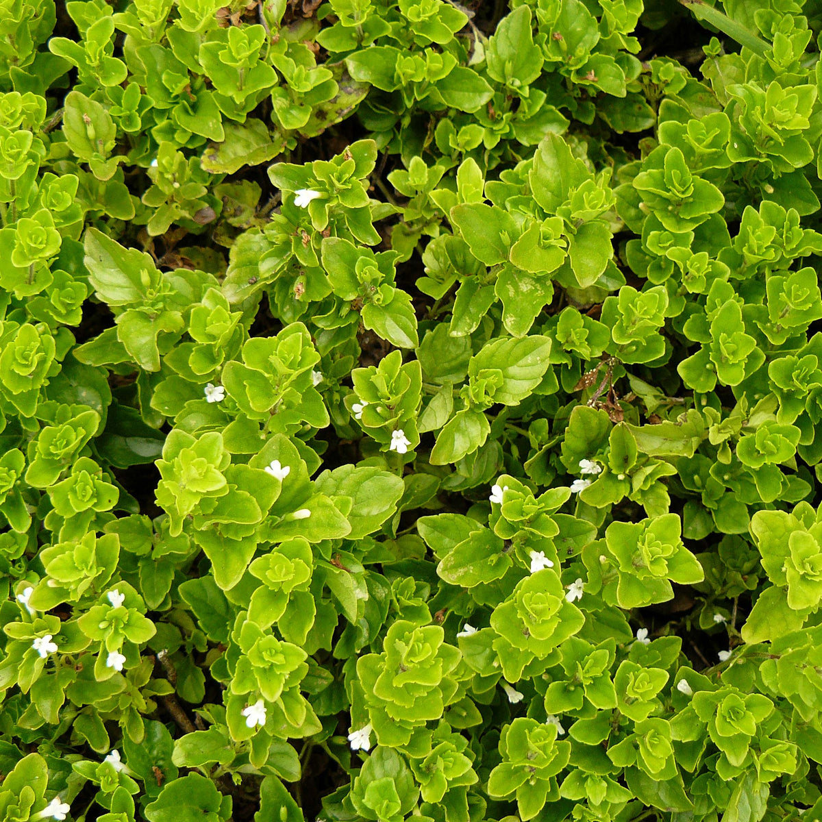 "Yerba Buena - Clinopodium douglasii" by Joyce Cory on Flickr as docentjoyce is licensed under CC BY 2.0. To view a copy of this license, visit https://creativecommons.org/licenses/by/2.0/?ref=openverse.
