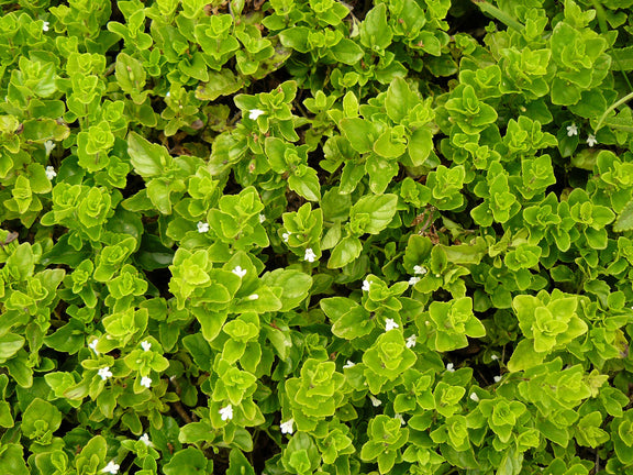 "Yerba Buena - Clinopodium douglasii" by Joyce Cory on Flickr as docentjoyce is licensed under CC BY 2.0. To view a copy of this license, visit https://creativecommons.org/licenses/by/2.0/?ref=openverse.
