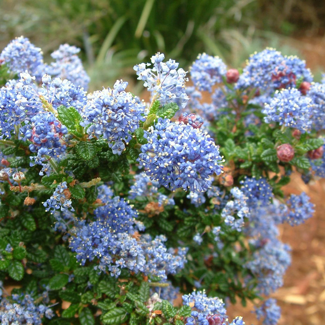 Anchor Bay Mountain Lilac