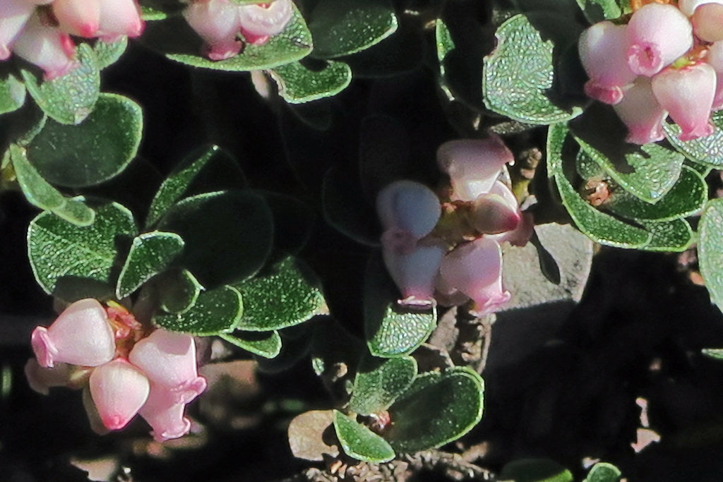 "J20170314-0079—Arctostaphylos uva-ursi var marinensis—RPBG" by John Rusk is licensed under CC BY 2.0.