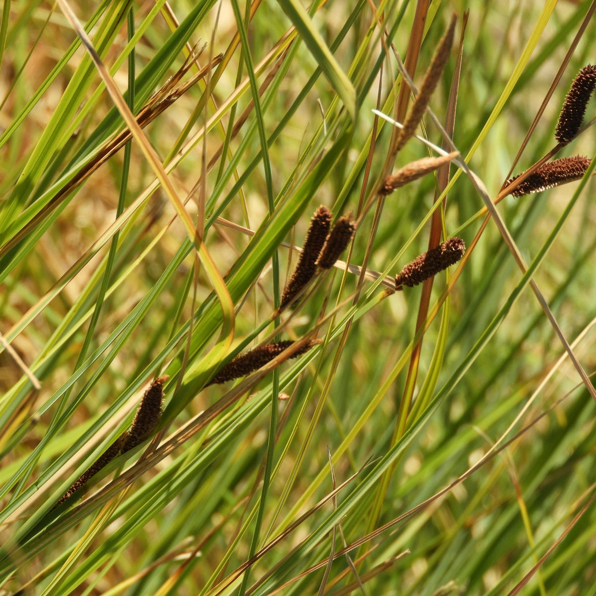 "Carex barbarae" by Mary K. Hanson is licensed under CC BY 4.0.