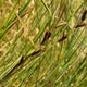 "Carex barbarae" by Mary K. Hanson is licensed under CC BY 4.0.