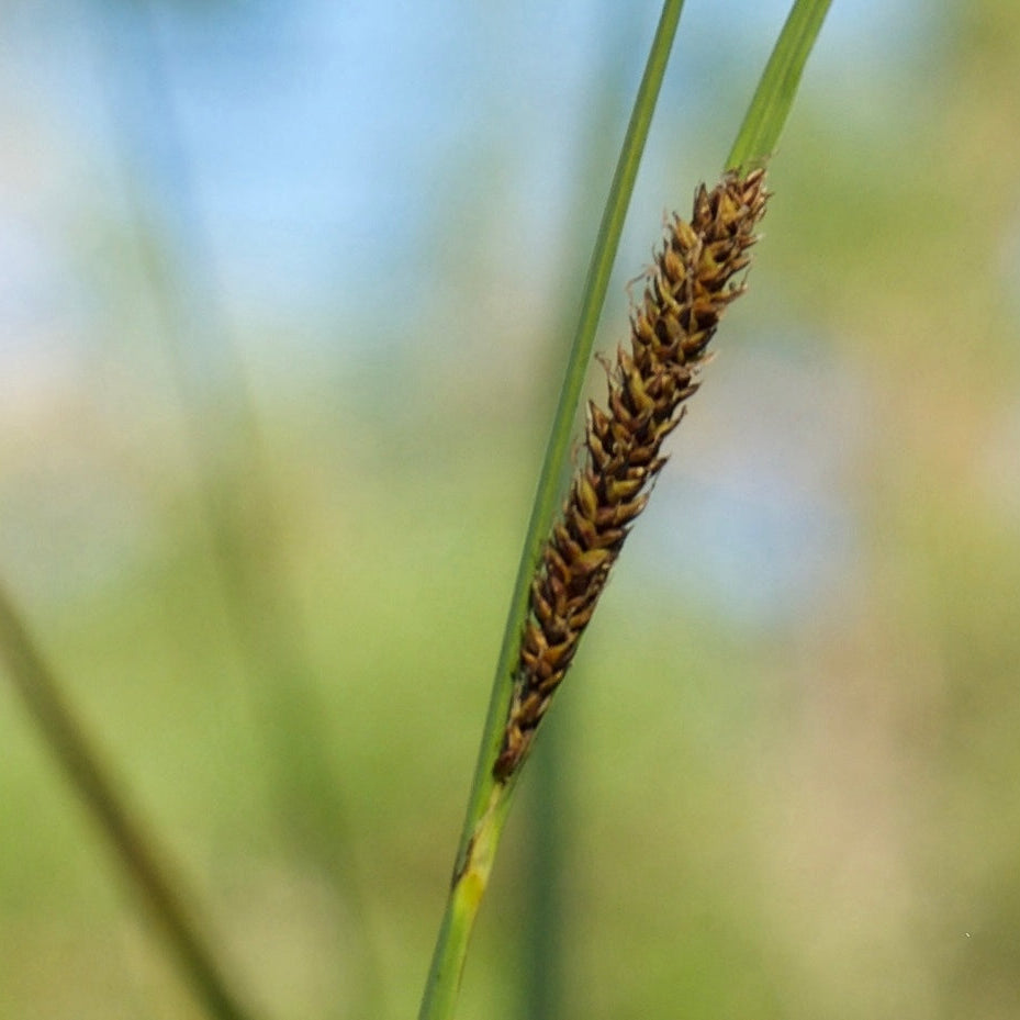 "Carex barbarae" by Manzanita Dictionary is licensed under CC BY-NC-SA 4.0.