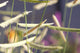 "Bouteloua gracilis 'Blonde Ambition'" by shinycolors is licensed under CC BY-NC-SA 2.0.