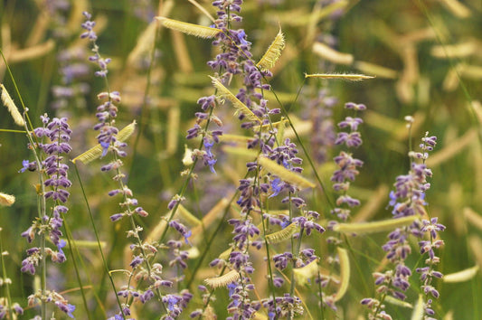 "Sage & Grass" by HorsePunchKid is licensed under CC BY-NC-SA 2.0.