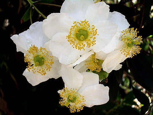 "Carpenteria californica" by The Marmot is licensed under CC BY 2.0.