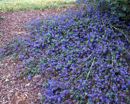 Centennial Ceanothus