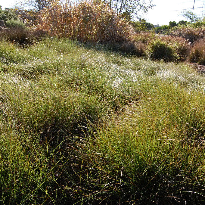 "Carex praegracilis - Clustered Field Sedge" by FarOutFlora is licensed under CC BY-NC-ND 2.0.