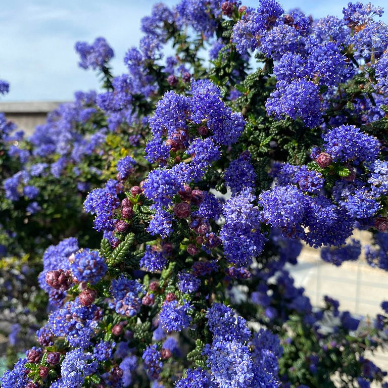 "Yerba Buena Island" by rocor is licensed under CC BY-NC 2.0.