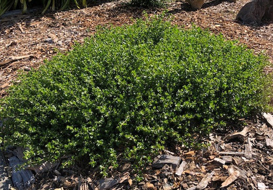 Pigeon Point Coyote Brush