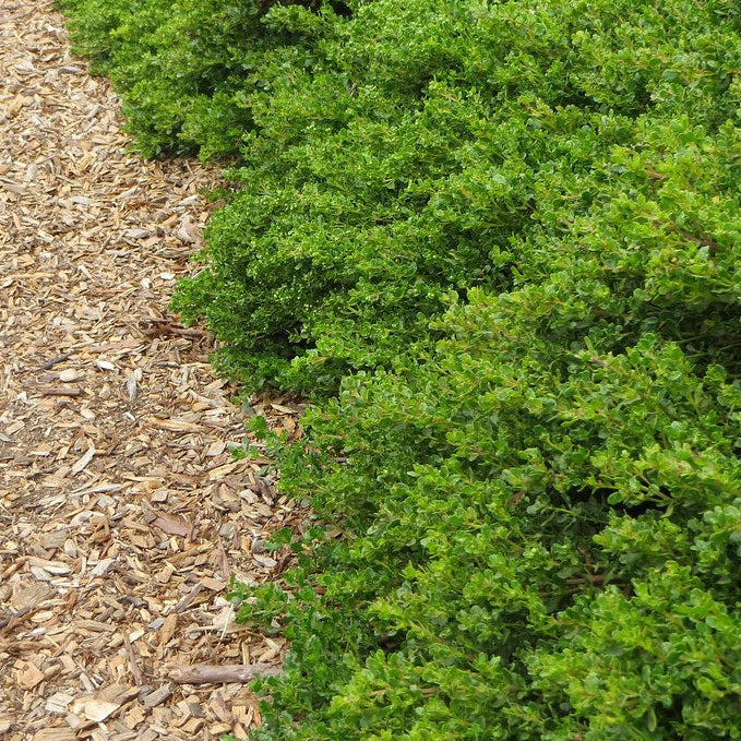 "Baccharis pilularis - Coyote brush" by CountryMouse13 is licensed under CC BY-NC-ND 2.0.