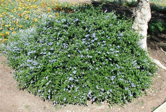 Carmel Creeper Ceanothus