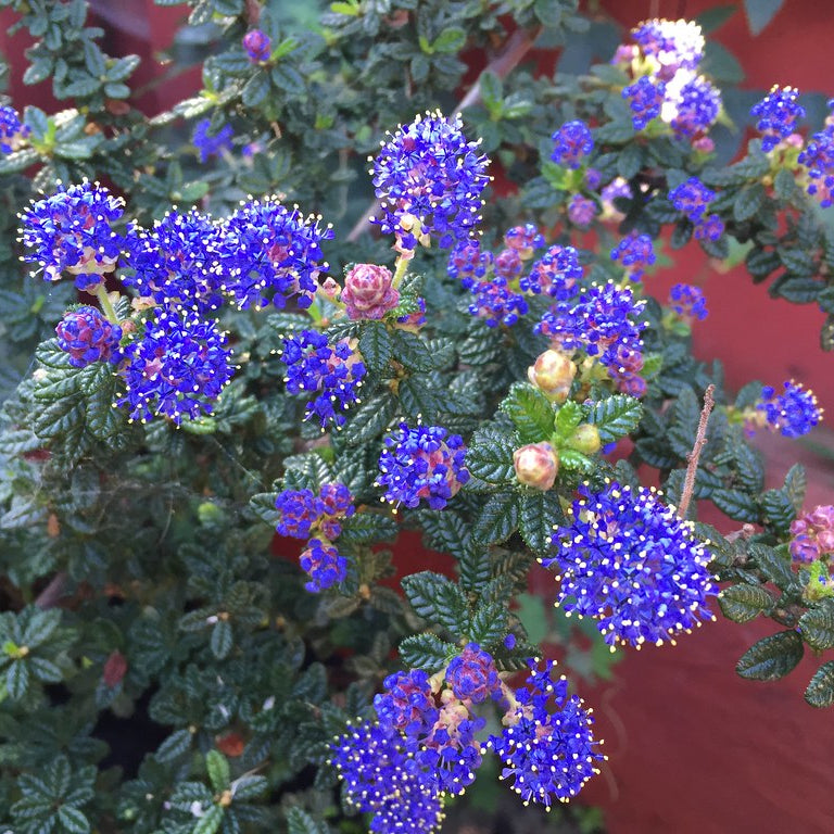 "Ceanothus 'Dark Star'" by FarOutFlora is licensed under CC BY-NC-ND 2.0.