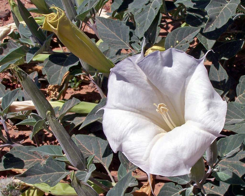Sacred Datura