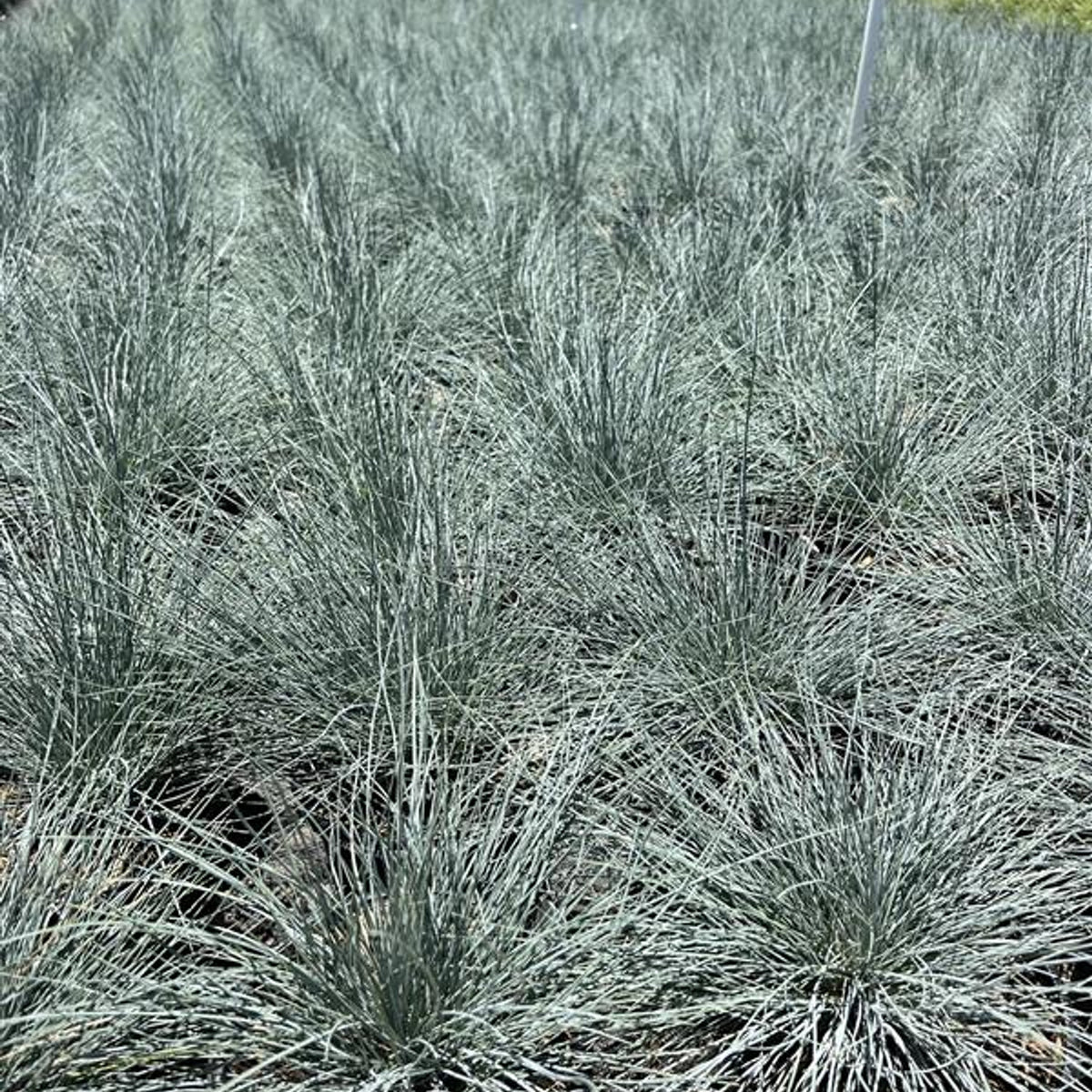 Idaho Fescue 'Siskiyou Blue'
