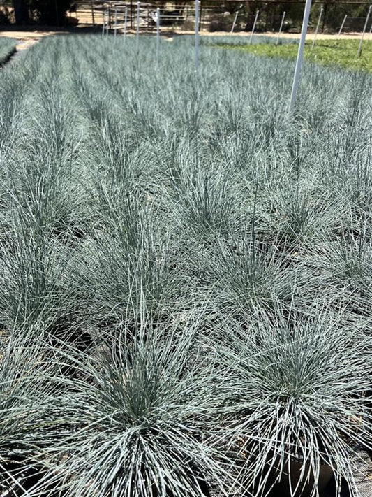 Idaho Fescue 'Siskiyou Blue'