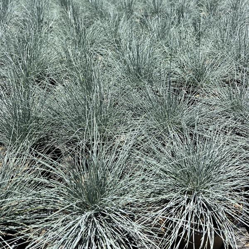 Idaho Fescue 'Siskiyou Blue'
