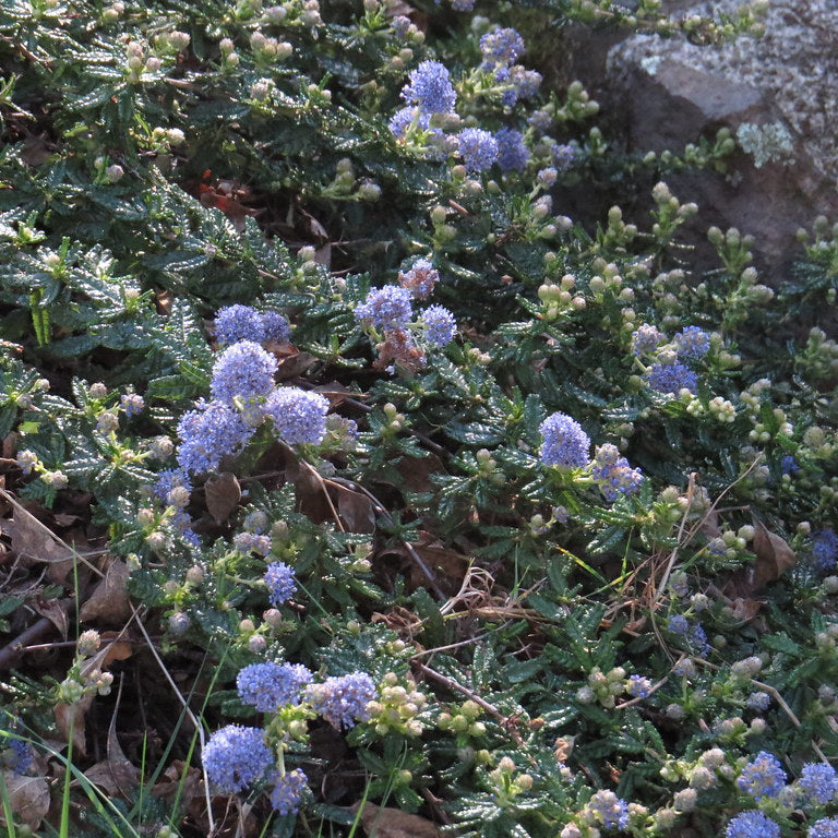 "Ceanothus hearstiorum - Hearst Ranch buckbrush" by OrbitalD is licensed under CC BY-NC-ND 2.0.