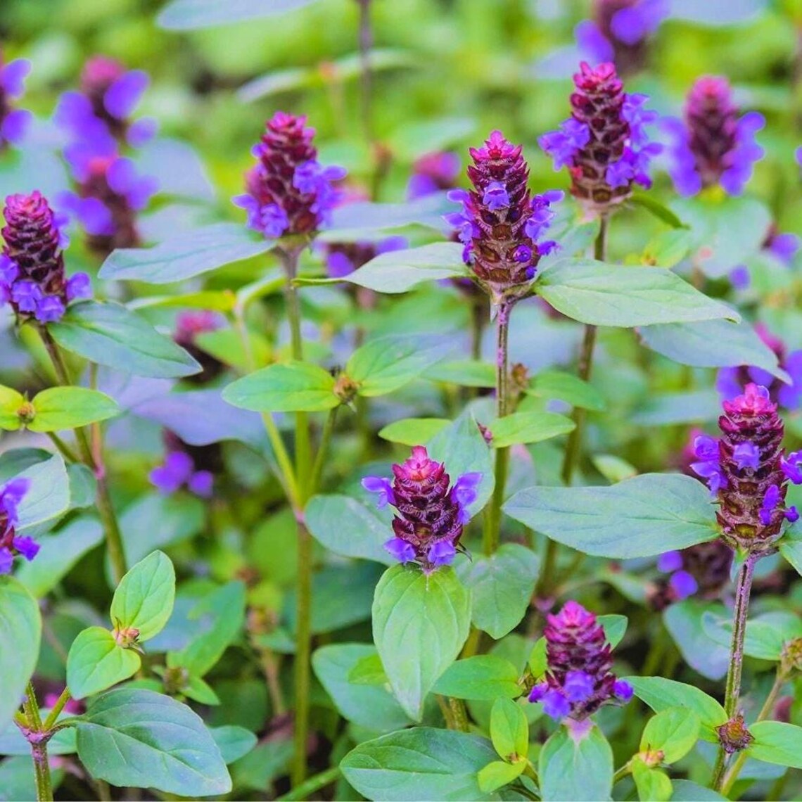 Common Selfheal